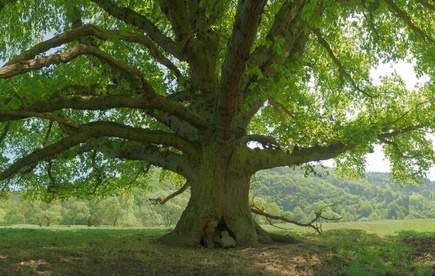 1blog-1baum-co2-neutral 1blog-1baum-co2-neutral